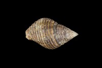 藏品(粗紋峨螺)的圖片